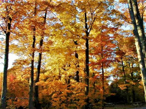 Érablière à l'automne