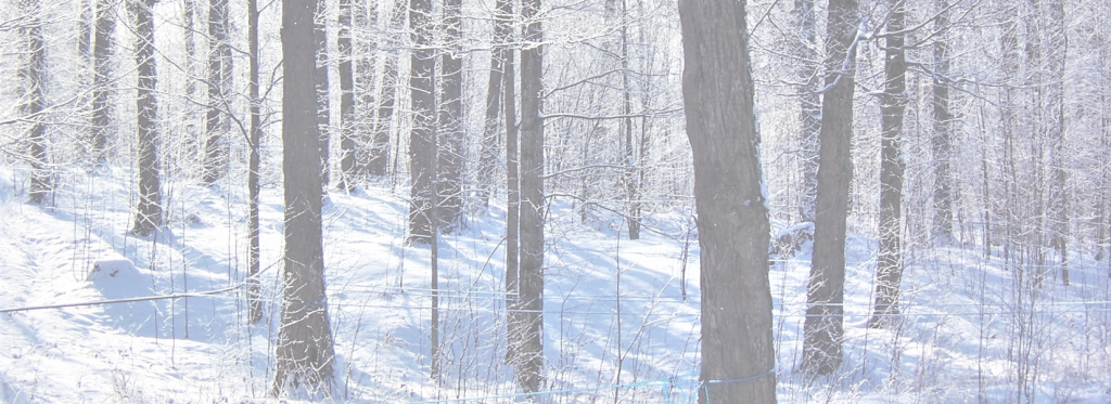 Harvest maple syrup