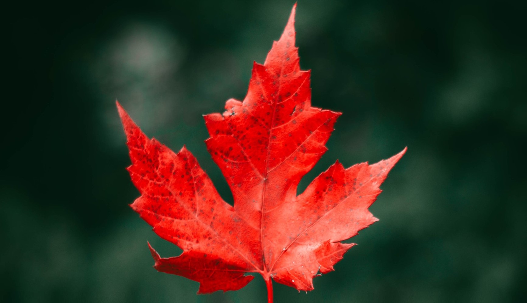 L’origine du mot ACER